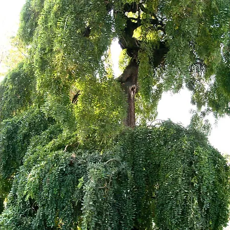 La Sophora * Montegaldella